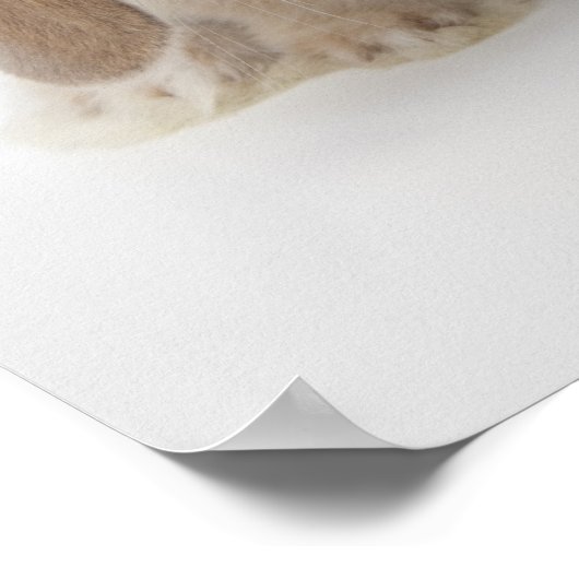 Twee Nederlandse Dwarf- en Holland Lop-bunnies Poster (Hoek)