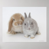 Twee Nederlandse Dwarf- en Holland Lop-bunnies Poster (Voorkant)