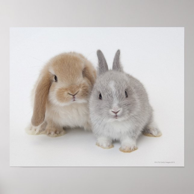 Twee Nederlandse Dwarf- en Holland Lop-bunnies Poster (Voorkant)