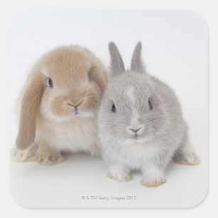 Twee Nederlandse Dwarf- en Holland Lop-bunnies Vierkante Sticker