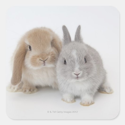 Twee Nederlandse Dwarf- en Holland Lop-bunnies Vierkante Sticker (Voorkant)