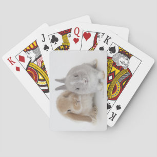 Twee Netherland Dwarf en Holland Lop konijnen Pokerkaarten