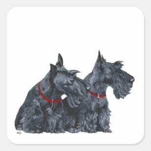 Twee nieuwsgierige Schotse terriërs Vierkante Sticker