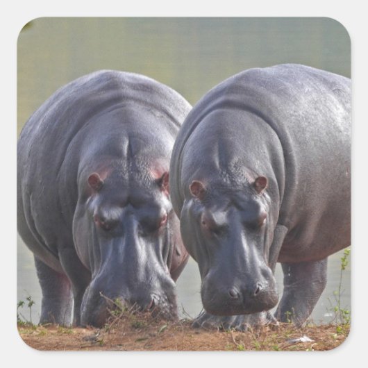Twee nijlpaarden vierkante sticker (Voorkant)