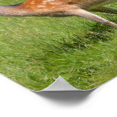 Twee ondiepe herten in gras poster (Hoek)