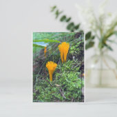 Twee Oranje gele wilde paddenstoelen op Moss Co. Briefkaart (Staand voorkant)