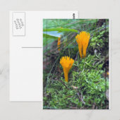 Twee Oranje gele wilde paddenstoelen op Moss Co. Briefkaart (Voorkant / Achterkant)