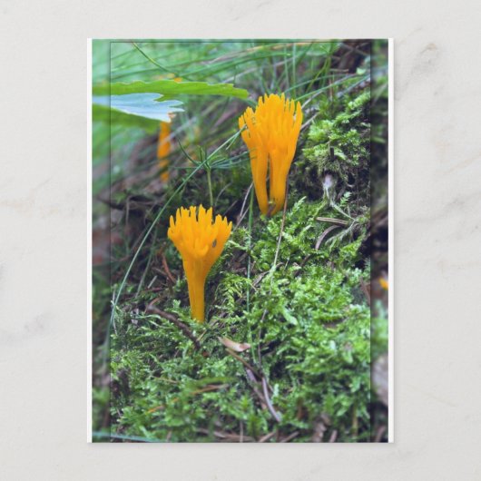 Twee Oranje gele wilde paddenstoelen op Moss Co. Briefkaart (Voorkant)