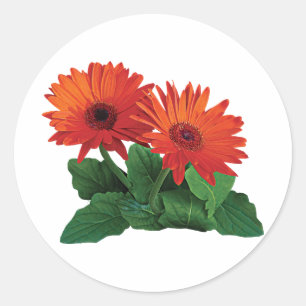 Twee Oranje Gerbera Daisies Ronde Sticker