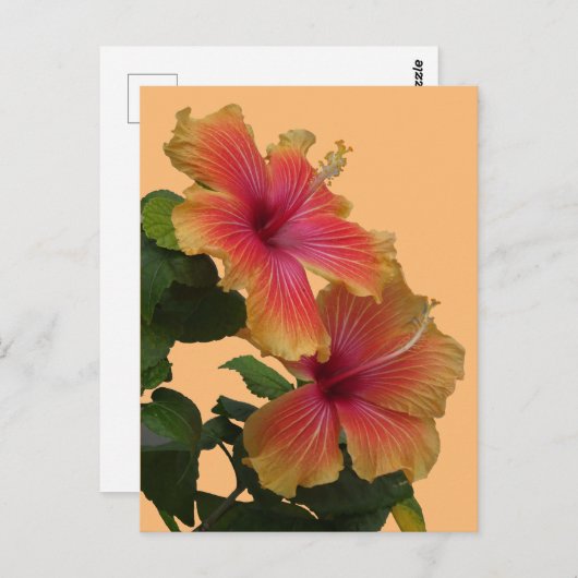Twee Oranje Hibiscus bloemkorst. DIY-Briefkaart Briefkaart (Voorkant / Achterkant)