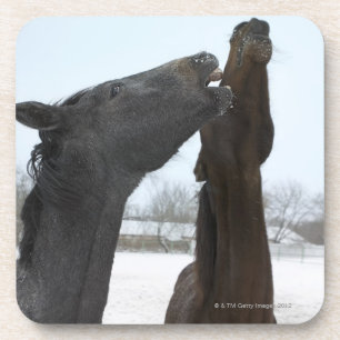 twee paarden aan de rand bier onderzetter