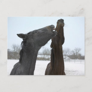 twee paarden aan de rand briefkaart