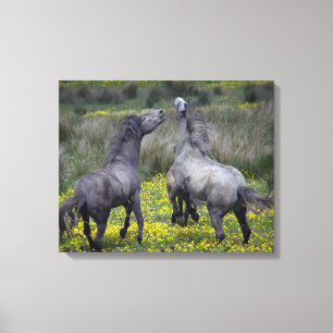 Twee paarden bokken en spelen canvas afdruk