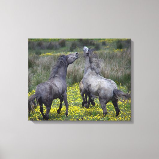 Twee paarden bokken en spelen canvas afdruk (Voorkant)