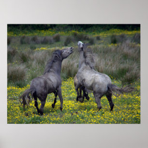 Twee paarden bokken en spelen poster