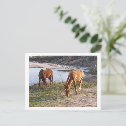 twee paarden briefkaart (Staand voorkant)