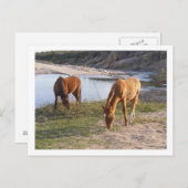 twee paarden briefkaart (Voorkant / Achterkant)