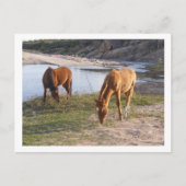 twee paarden briefkaart (Voorkant)