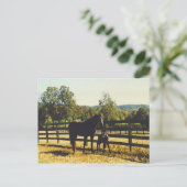 twee paarden briefkaart (Staand voorkant)