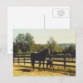 twee paarden briefkaart (Voorkant / Achterkant)