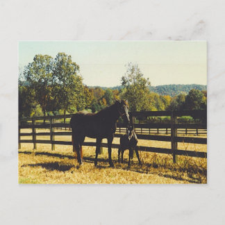 twee paarden briefkaart