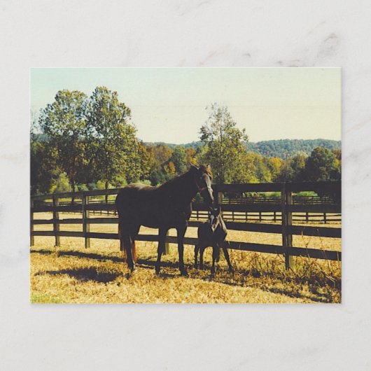 twee paarden briefkaart (Voorkant)