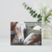 Twee paarden briefkaart (Staand voorkant)