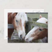 Twee paarden briefkaart (Voorkant / Achterkant)