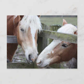 Twee paarden briefkaart