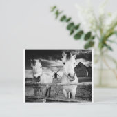 Twee paarden briefkaart (Staand voorkant)