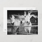 Twee paarden briefkaart (Voorkant / Achterkant)