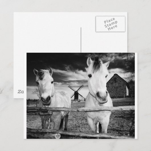 Twee paarden briefkaart (Voorkant / Achterkant)