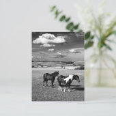 Twee paarden briefkaart (Staand voorkant)