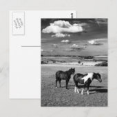 Twee paarden briefkaart (Voorkant / Achterkant)