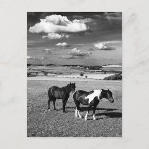 Twee paarden briefkaart