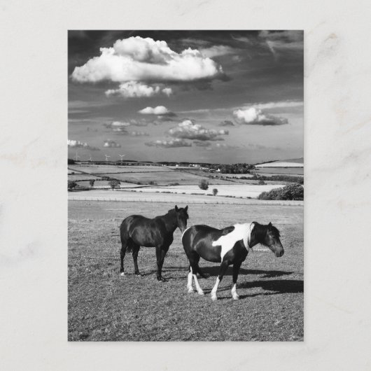 Twee paarden briefkaart (Voorkant)