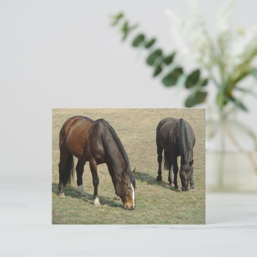 Twee Paarden - Briefkaart (Staand voorkant)