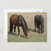 Twee Paarden - Briefkaart (Voorkant / Achterkant)