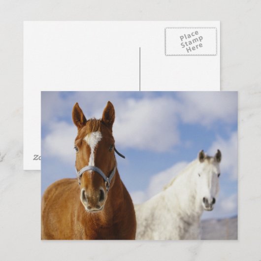 Twee paarden briefkaart (Voorkant / Achterkant)