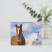 Twee paarden briefkaart (Staand voorkant)