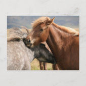 Twee paarden Briefkaart (Voorkant)