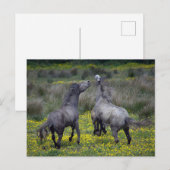Twee paarden Buck en Play Briefkaart (Voorkant / Achterkant)
