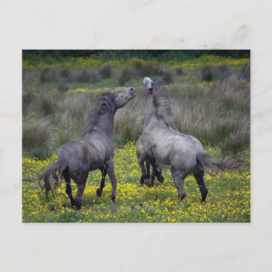 Twee paarden Buck en Play Briefkaart (Voorkant)