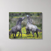Twee paarden Buck en Play Canvas Afdruk (Voorkant)