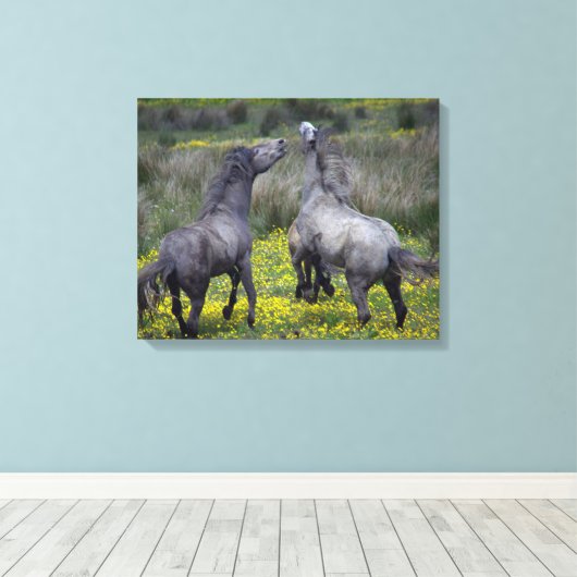 Twee paarden Buck en Play Canvas Afdruk (Insitu (Houten vloer))