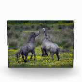 Twee paarden Buck en Play Fotoblokken (Voorkant)