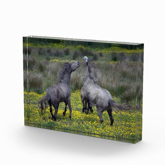 Twee paarden Buck en Play Fotoblokken (Rechts)