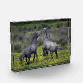 Twee paarden Buck en Play Fotoblokken (Links)