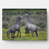 Twee paarden Buck en Play Fotoplaat (voorkant)