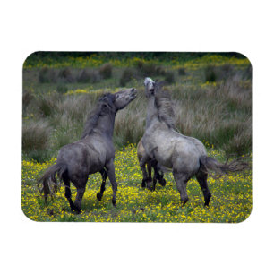 Twee paarden Buck en Play Magneet